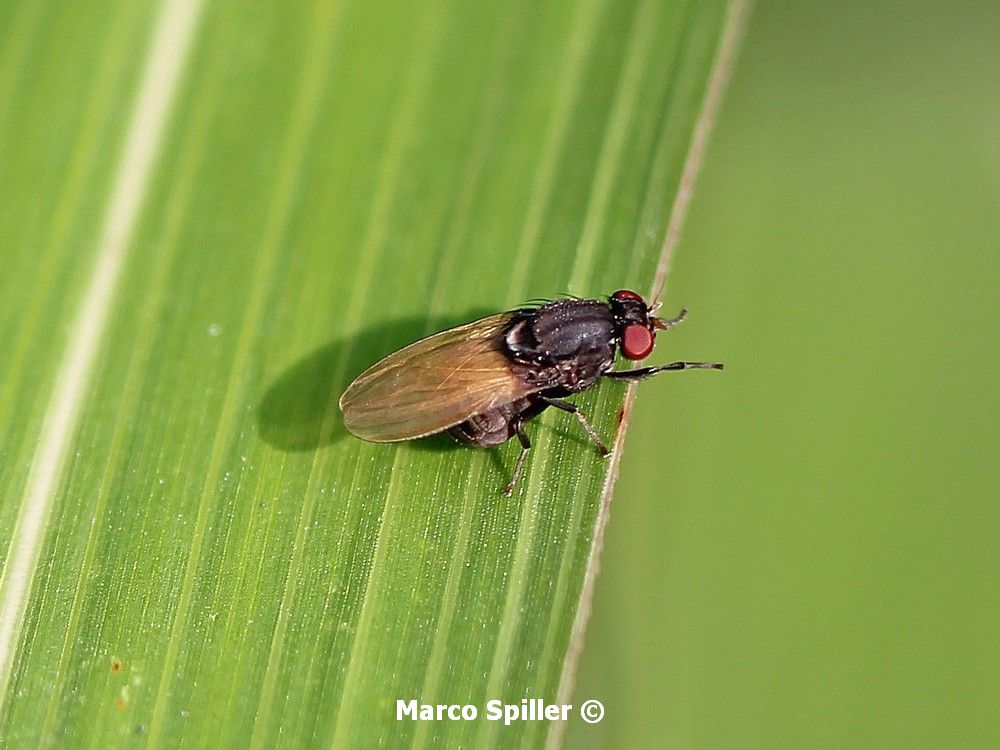 Minettia longipennis (Lauxaniidae)